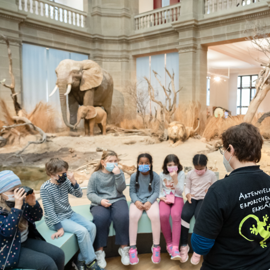 Eine Kindergruppe sitzt vor einem Elefanten im Museum König und hört einem Erwachsenen zu